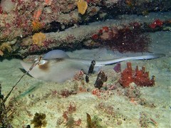 Trygonoptera personata