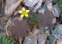 Oxalis corniculata repens