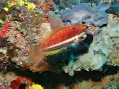 Pseudolabrus biserialis