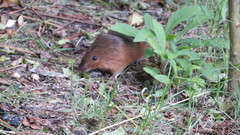 Oxymycterus