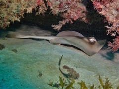 Trygonoptera personata