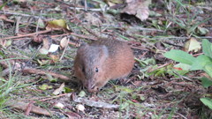 Oxymycterus
