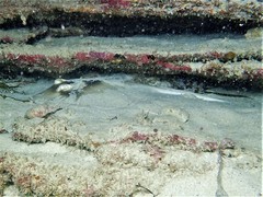 Trygonoptera personata
