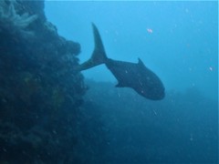 Seriola hippos