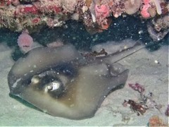 Trygonoptera personata