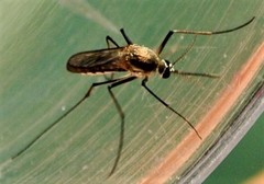 Tripteroides atripes