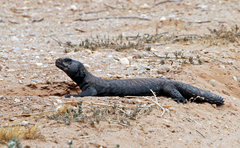 Uromastyx dispar