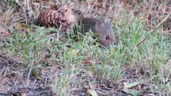 Oxymycterus