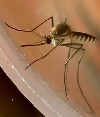 Tripteroides atripes