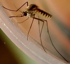 Tripteroides atripes