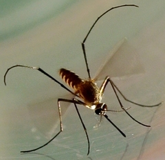 Tripteroides atripes