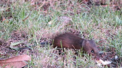 Oxymycterus