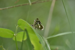 Ernsta dromus