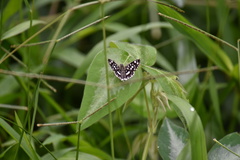 Ernsta dromus