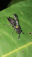 Polybia paulista
