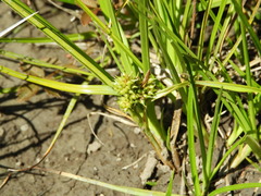 Carex flaviformis