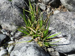 Carex flaviformis