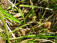 Carex flaviformis