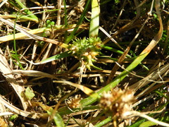Carex flaviformis