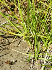 Carex flaviformis
