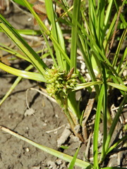 Carex flaviformis