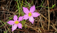 Sabatia stellaris