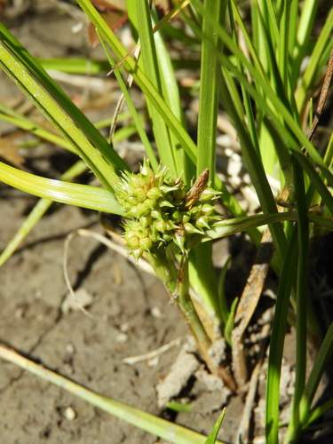 Carex flaviformis (Carex flaviformis)