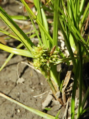 Carex flaviformis