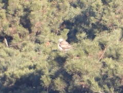 Buteo hemilasius