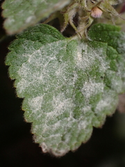 Neoerysiphe galeopsidis
