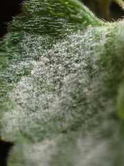 Neoerysiphe galeopsidis