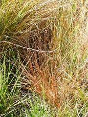 Carex tenuiculmis