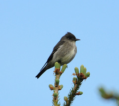 Olive-Sided Flycatcher photo 3