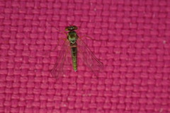 Amblypsilopus psittacinus