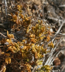 Drosanthemum striatum