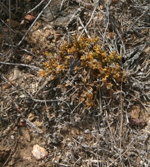 Drosanthemum striatum