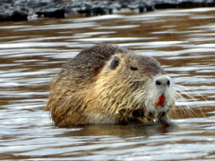 Myocastor coypus