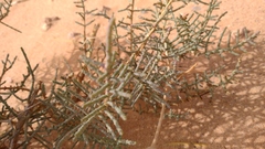 Hammada articulata