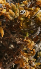 Drosanthemum striatum