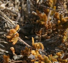 Drosanthemum striatum