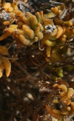 Drosanthemum striatum