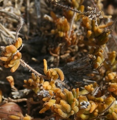 Drosanthemum striatum