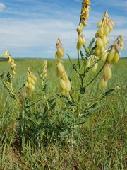Astragalus mongolicus