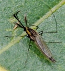 Aedes lineatopennis