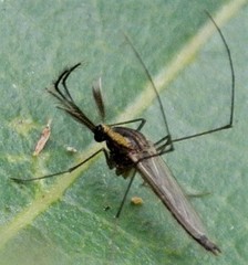 Aedes lineatopennis