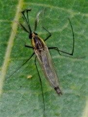 Aedes lineatopennis