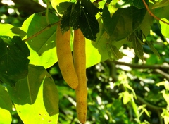 Adenocalymma inundatum