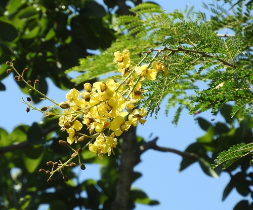 Cenostigma eriostachys, photograph 3