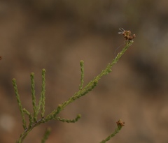 Selago ramosissima