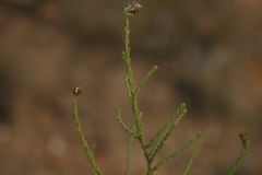 Selago ramosissima